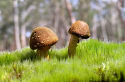 开云体育中国官网-雷霆撕裂深圳防线，杰伦·格林，大场面先生的不朽证明